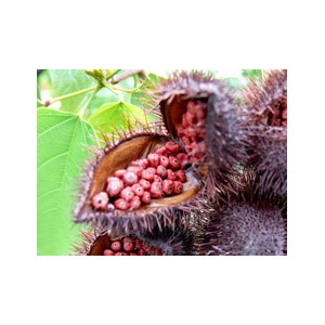 Huile de Coco et Roucou